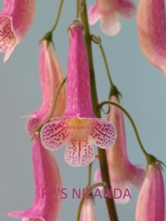 12. RF'S NIZANDA